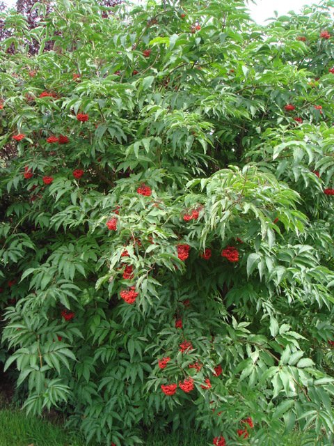 Sambucus tigranii